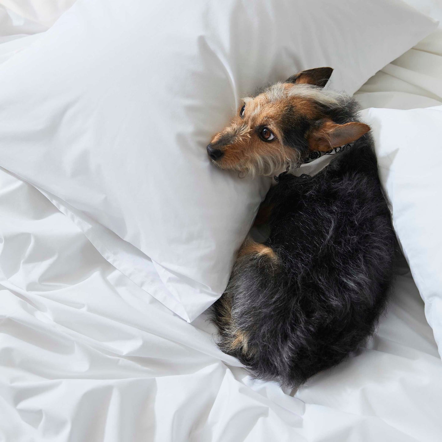 Classic Percale Duvet Set Bundle
