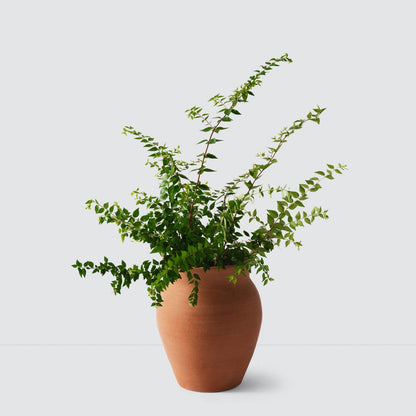Lafayette Planter