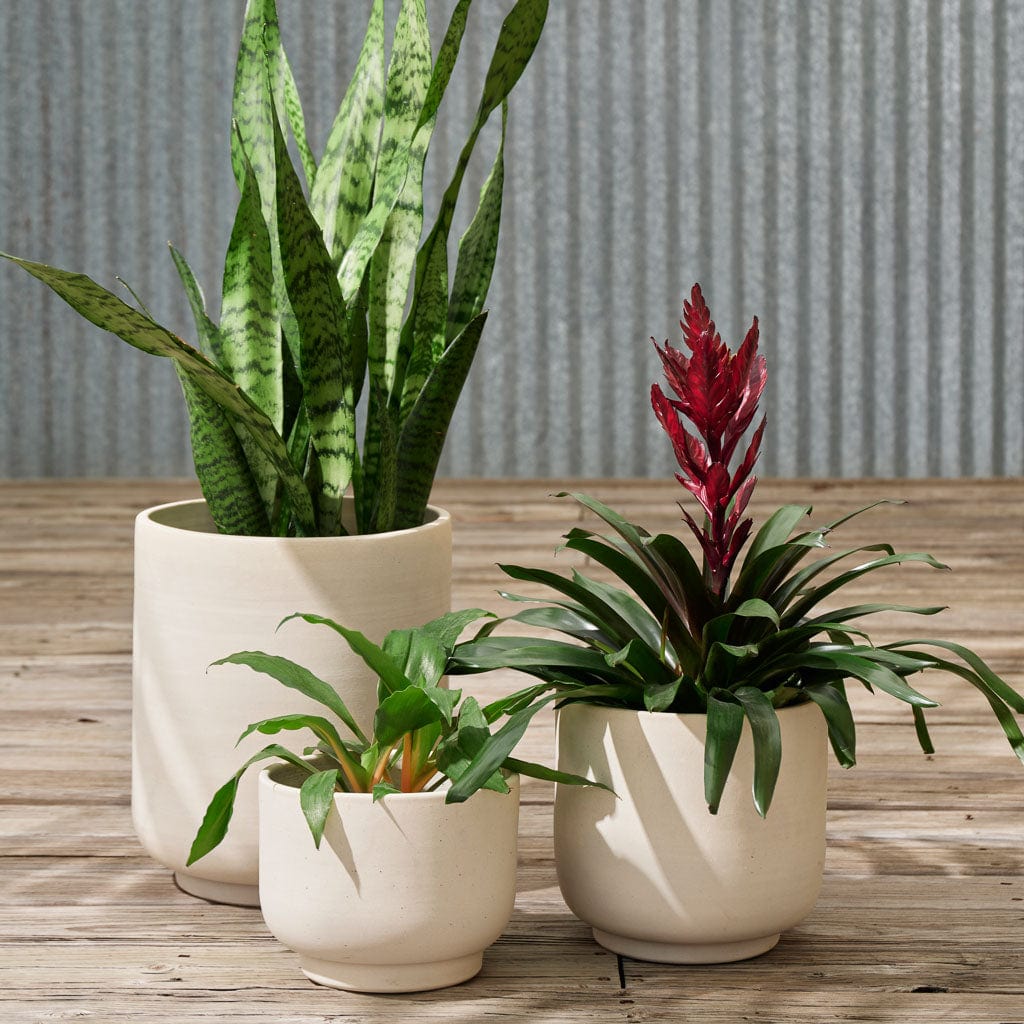 Paseo Tabletop Planter